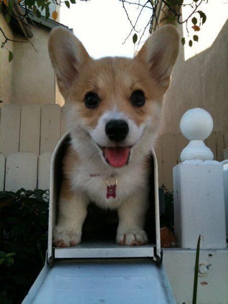 Corgi in mailbox