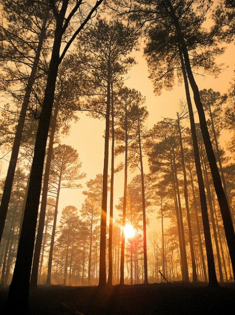 light through the trees