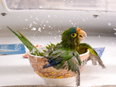 ng bird bath
