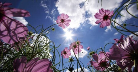 truth flowers
