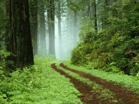 road in the forest