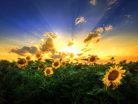 sunflower dream