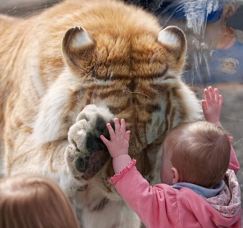 baby and tiger 2