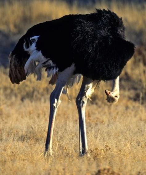 ostrich