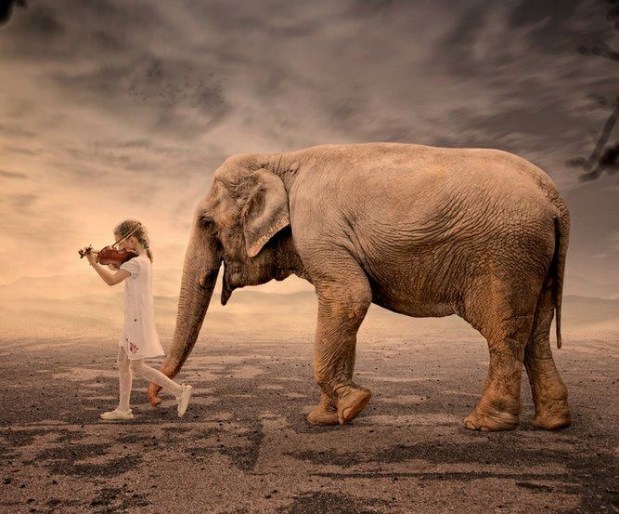 awesome elephant and little girl with violin