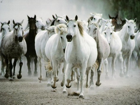 Horses 2
