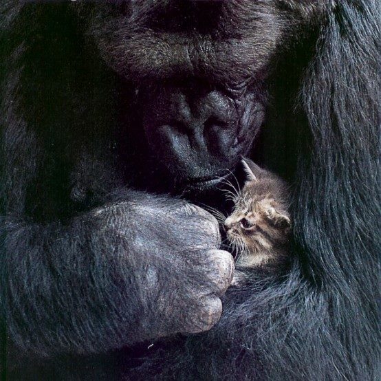 kitten and gorilla