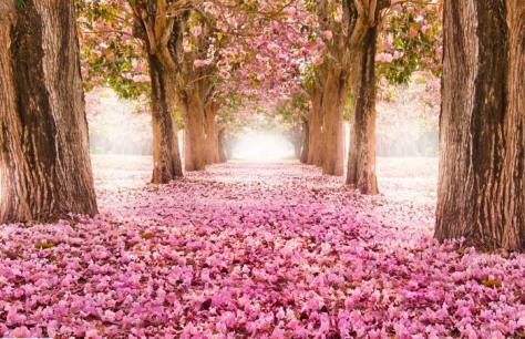 cherry blossom path